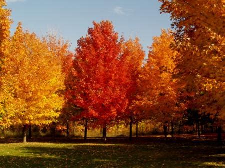 About Plants: Facts About Sugar Maple Trees