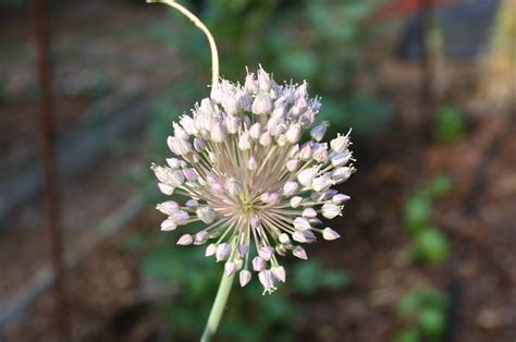 Garlic – Growing | Walter Reeves: The Georgia Gardener