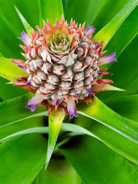 Pineapple Flowering Houseplant - How To Grow Pineapple Bromeliad ...