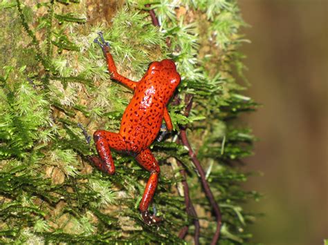 On the road: Strawberry Poison-dart Frog