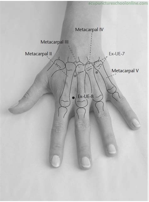 Acupuncture Points for Neck Pain — Flow Point Acupuncture- Red Bank ...