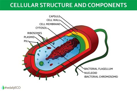 Kingdom Monera Definition and Characteristics in Biology with Examples