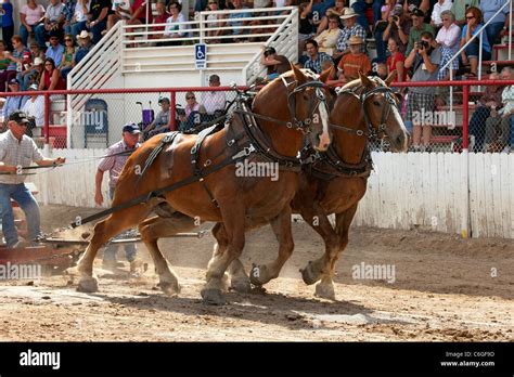 Draft Horse pulling competition at local rural county fair with draft ...