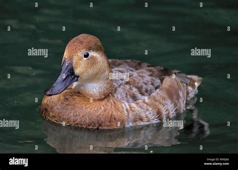 Canvasback Duck (aythya valisineria) female Stock Photo - Alamy