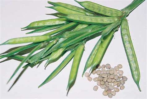 GUAR GUM INFORMATION AND GUAR GUM CULTIVATION IN INDIA: GUAR PHOTO GALLERY