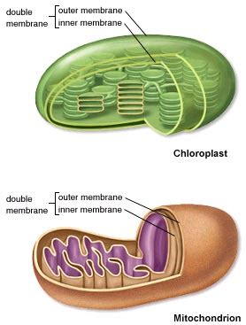 Differences between Mitochondria and Chloroplasts - Online Science Notes