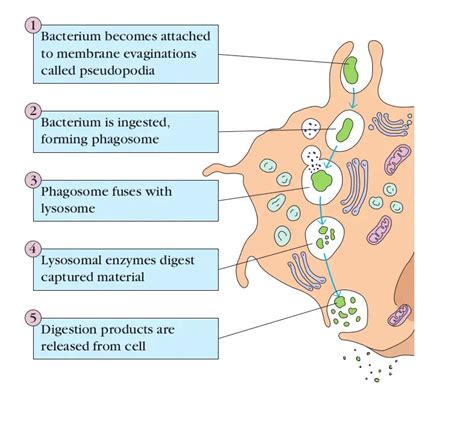 Phagocytosis Is a Function of Which of the Following Cells