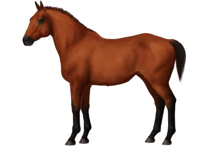 Horse Breeds - Chinese Guoxia • Horse World Online