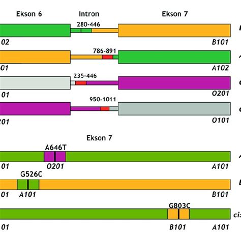 (PDF) Molecular background of the ABO blood group system