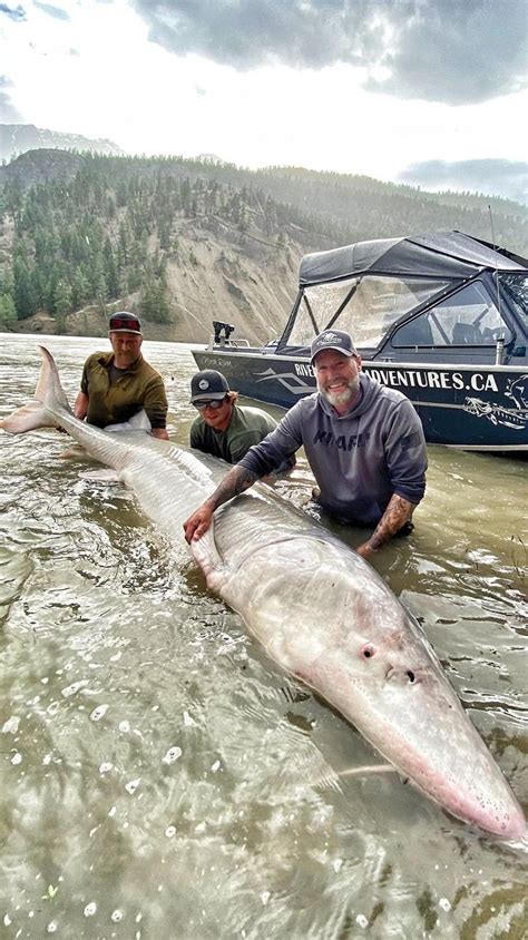 100-year-old Giant White Sturgeon Found In Canada