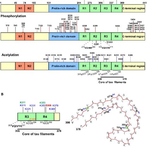 Domains of the protein structure of tau. Tau consists of 3 domains: The ...