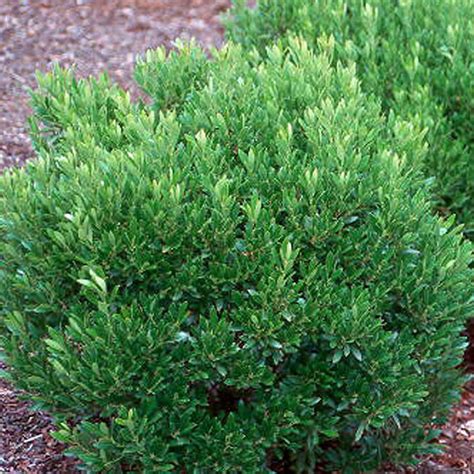 Ilex glabra 'Shamrock' - Horsford Gardens and Nursery