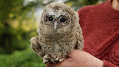 Tawny Owl Chicks Get ID Rings | Bonnie & Ozzy | Wild Lives | Robert E ...