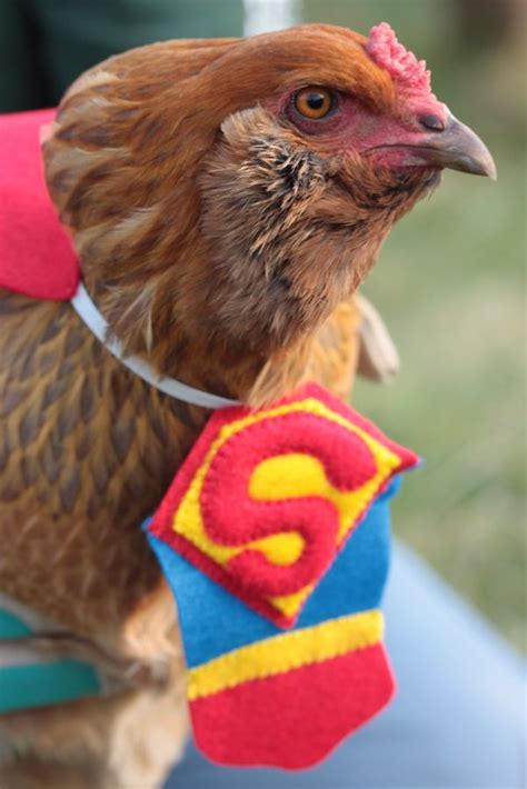 Ba-Gawks: Chickens in tiny costumes: Halloween Fun | Pet chickens ...