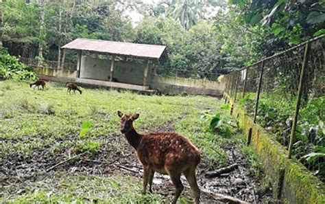 Wildlife, conservation park in Iloilo opens to public