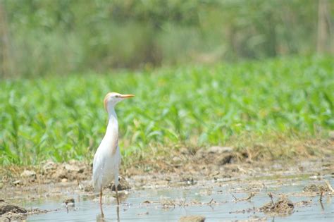 Burung Kuntul Burung-Burung - Foto gratis di Pixabay