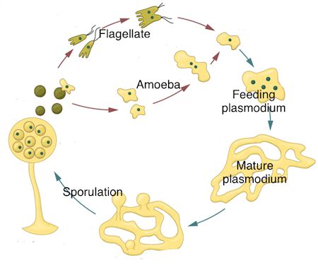 Protist | Life Cycle, Characteristics & Reproduction | Study.com