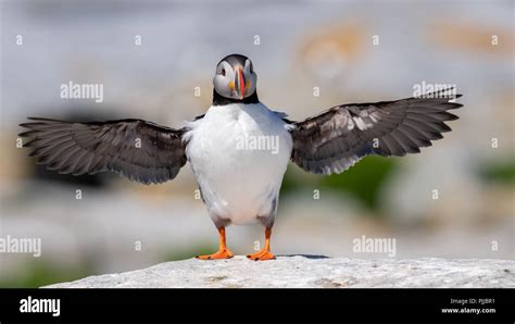 Atlantic Puffin Spreading wings Stock Photo - Alamy