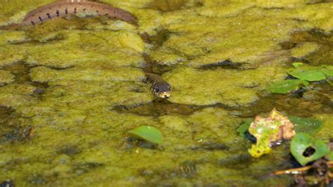 The snake seen from the front crawls on the algae of the marsh 33199501 ...