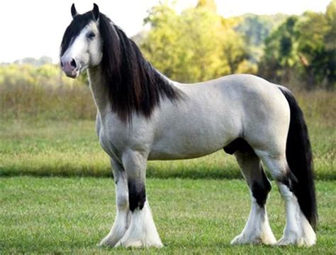 1000+ images about Horse breeds - Draft, Gypsy Vanner, Percheron ...