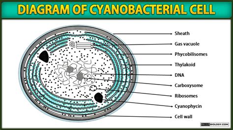 Cyanobacteria Diagrams, Structure and Examples | Free Biology Notes ...