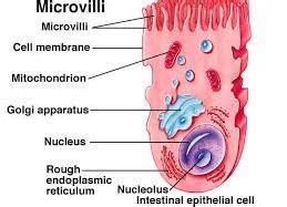 Difference between Cilia and Microvilli - MD