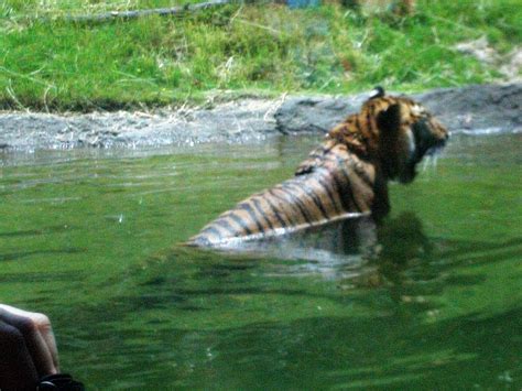 JUST BEING ME: NEW TIGER EXHIBIT AT NORFOLK ZOO. NORFOLK VA