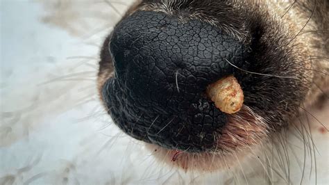 These White Worms in Your Deer Are Simply Botfly Larva - offroadingblog.com