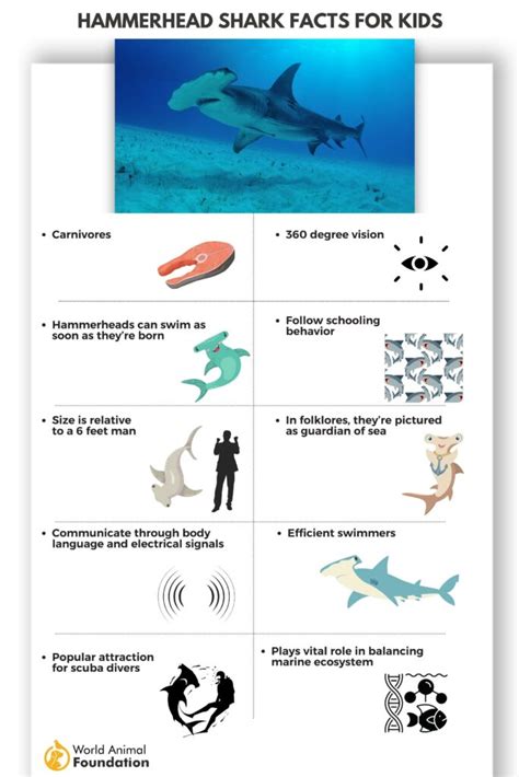 Hammerhead Shark Facts - Curious Insights And Discoveries!