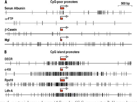 [PDF] Structure, function and evolution of CpG island promoters ...