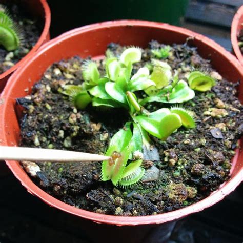 Feed a Venus Fly Trap - FlytrapCare.com