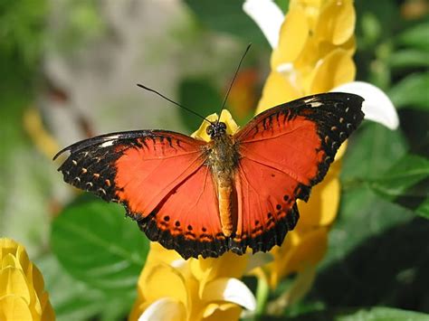 Red Lacewing Butterfly | God's Unique Creatures | Pinterest