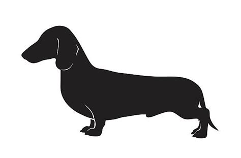 Weenie Dog Illustrations, Royalty-Free Vector Graphics & Clip Art - iStock