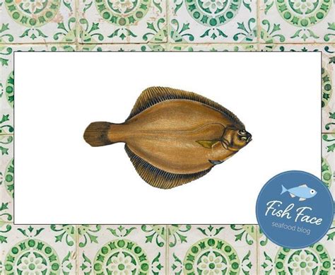 Fish Face Guide | Dab | Recipes