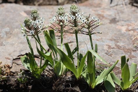 African Plants - A Photo Guide - Schizocarphus nervosus (Burch.) Van ...