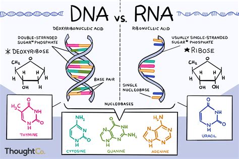 Do You Know the Differences Between DNA and RNA? | Study biology ...