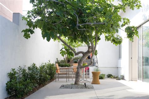 10 Terrific Trees for Your Courtyard | Houzz NZ