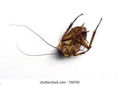 Dead Cockroach Close Stock Photo 730743 | Shutterstock