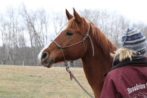 Charlie - Horse Rescue, Horses with Hope