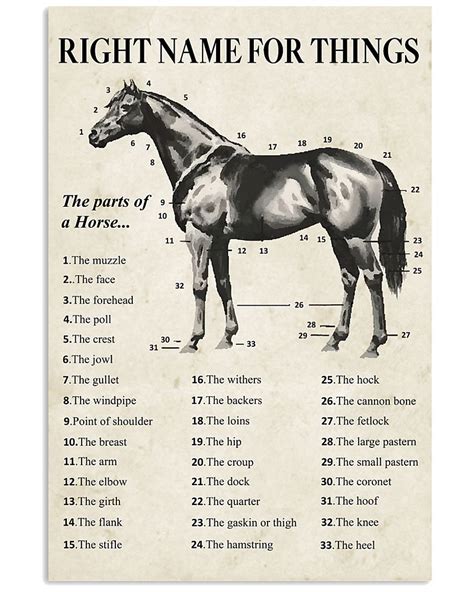 Horse Right Name For Things | Horse lover, Horses, Stallion horses