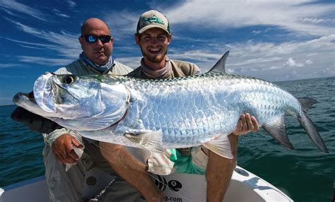 Tarpon kann über 60 Jahre alt werden – FECOP