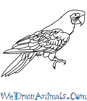 How To Draw A Real Parrot - Sonmixture11