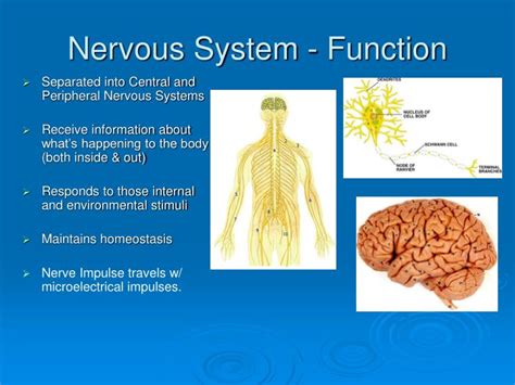 PPT - The Nervous System PowerPoint Presentation - ID:5280700