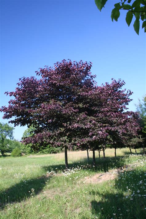 Forest Pansy Redbud - Summer - Shade Tree Farm | Shade Tree Farm