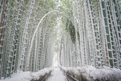 【雪国状態】 雪の京都嵐山へ「竹林の小径」と「渡月橋」を見に行って来ました - Recording