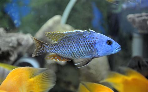 African Cichlids: Care, Food, Fish Tank, Types & Behavior (2019 Guide)