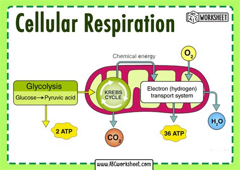 Cellular Respiration Cycle