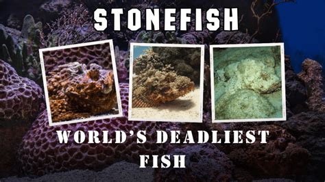 What Is a Stonefish? 10 Shocking Facts About the World’s Deadliest Fish ...