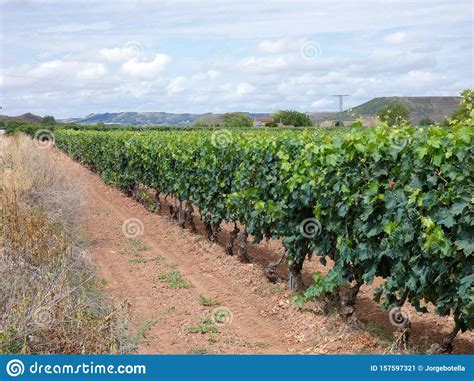 Vine Full of Grapes before the Harvest in the Month of August Stock ...