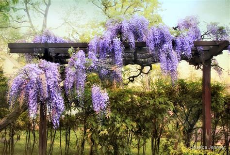 "Wisteria Trellis" by Jessica Jenney | Redbubble